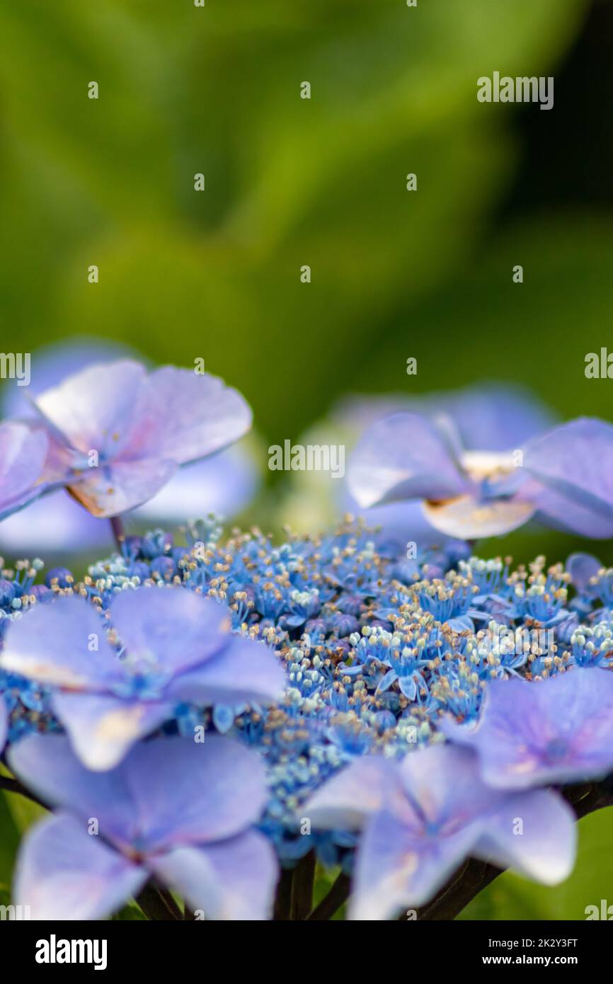 Fiori blu tenera con una messa a fuoco selettiva come sfondo sfocato verde fuoco anteriore mostrano la fragilità della bellezza naturale idilliaco giardino scenario nelle città urbane guerilla giardinaggio Foto Stock