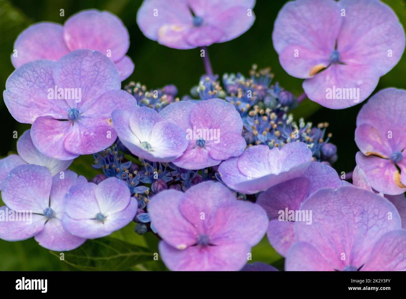 Fiori blu tenera con una messa a fuoco selettiva come sfondo sfocato verde fuoco anteriore mostrano la fragilità della bellezza naturale idilliaco giardino scenario nelle città urbane guerilla giardinaggio Foto Stock