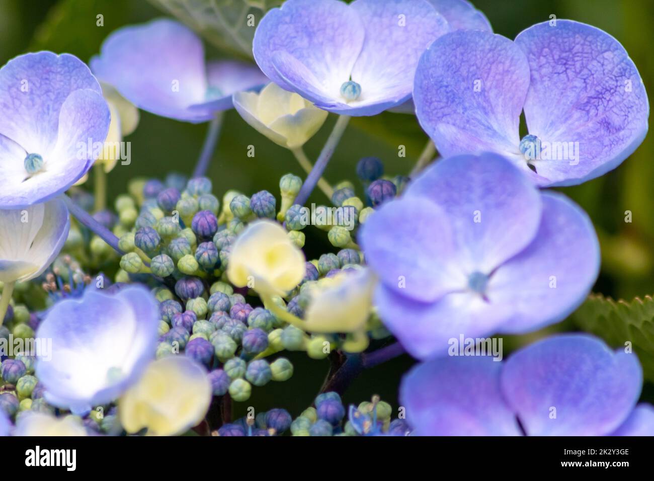 Fiori blu tenera con una messa a fuoco selettiva come sfondo sfocato verde fuoco anteriore mostrano la fragilità della bellezza naturale idilliaco giardino scenario nelle città urbane guerilla giardinaggio Foto Stock