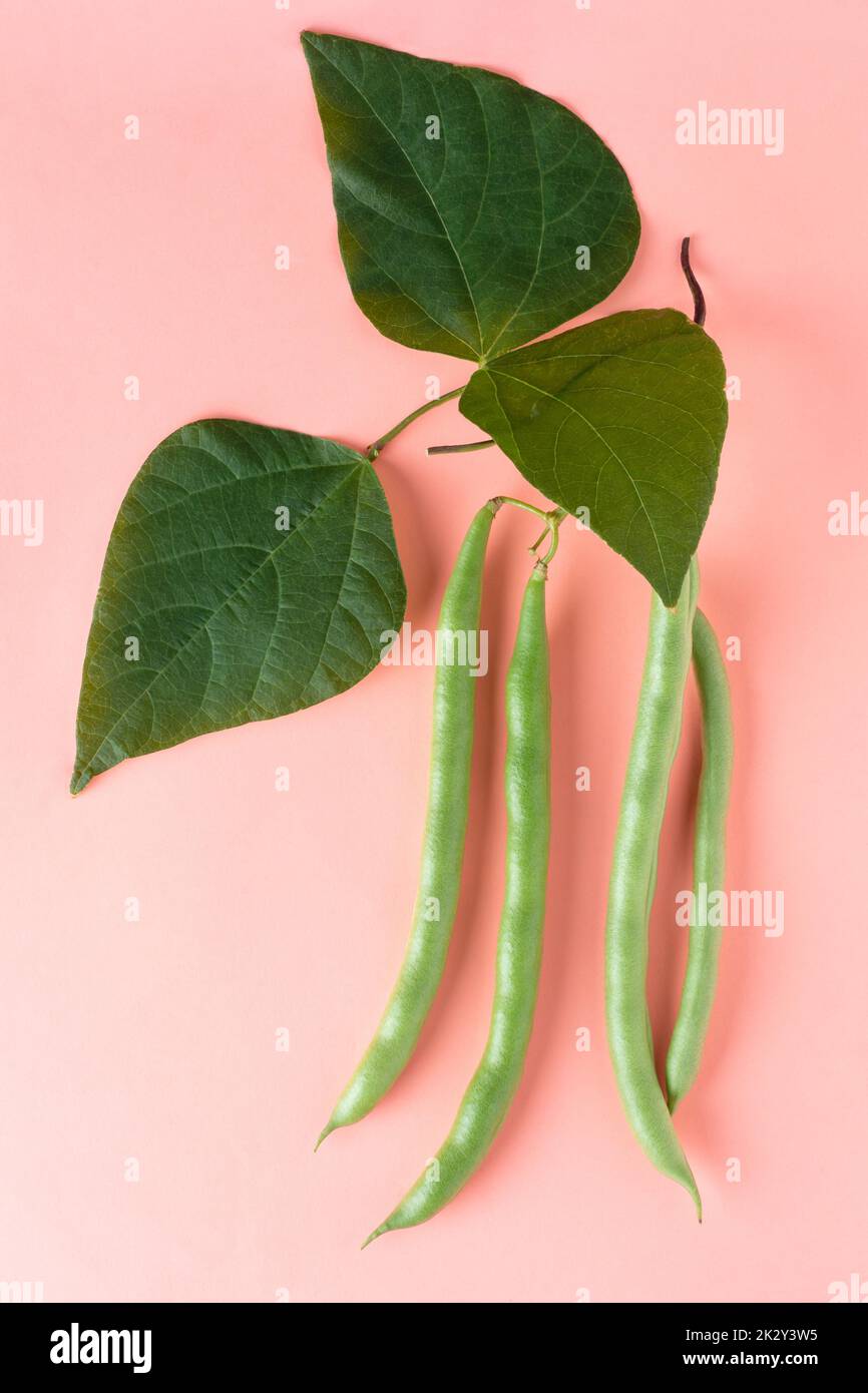 fagiolini piante fogliame con fagiolini appesi, noti anche come fagioli francesi, fagiolini o fiocchi, vite vegetale a rapida crescita isolata Foto Stock