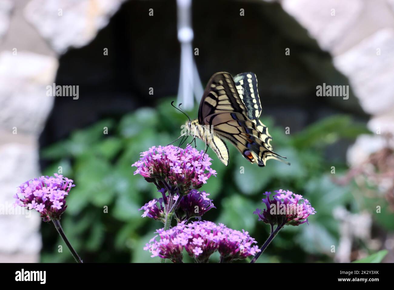 Schwalbenschwanz (Papilio machaon) auf einer Verbene Foto Stock