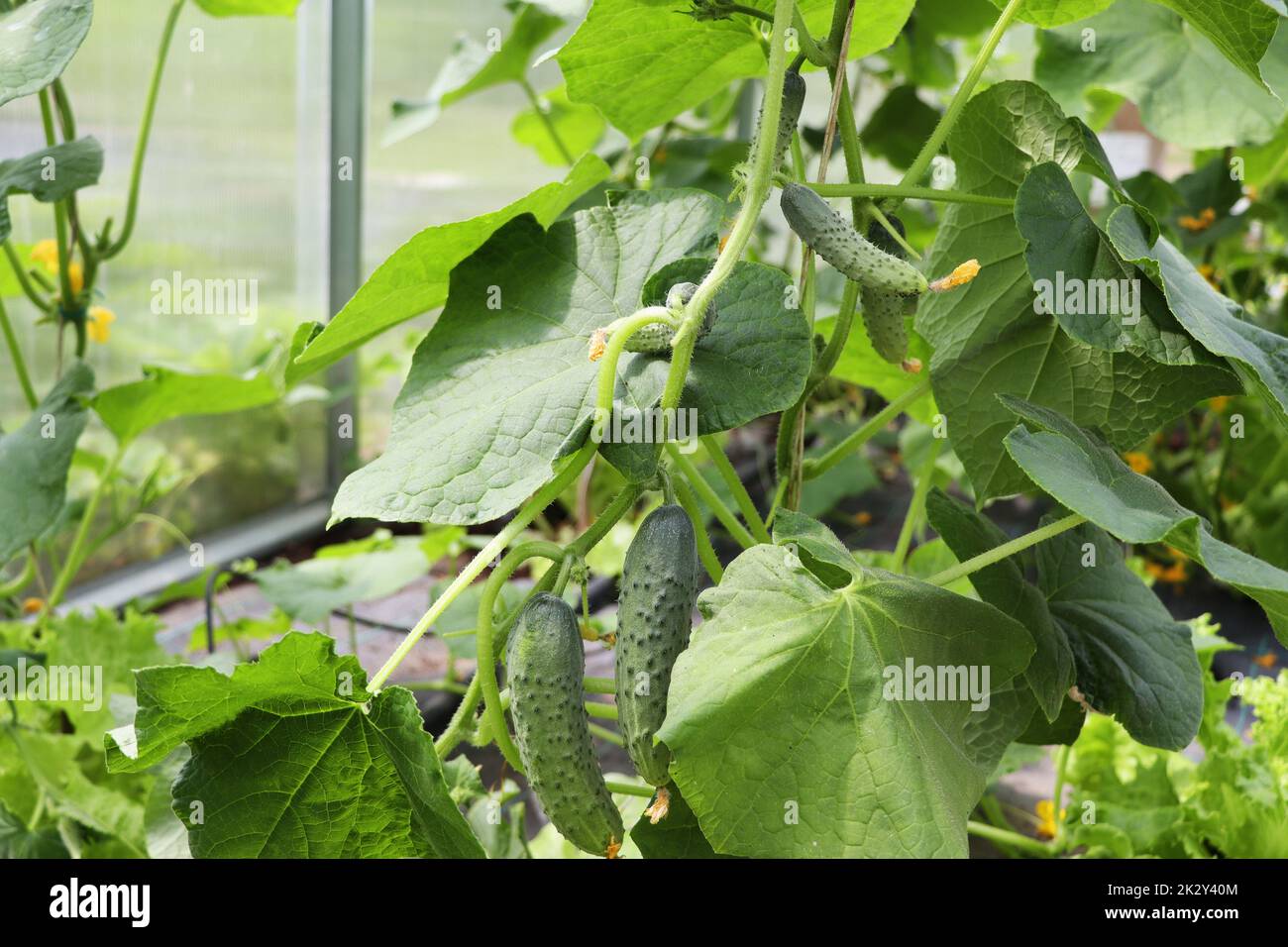 Cetrioli che crescono in serra, ortaggi sani senza pesticidi, prodotto biologico. Foto Stock