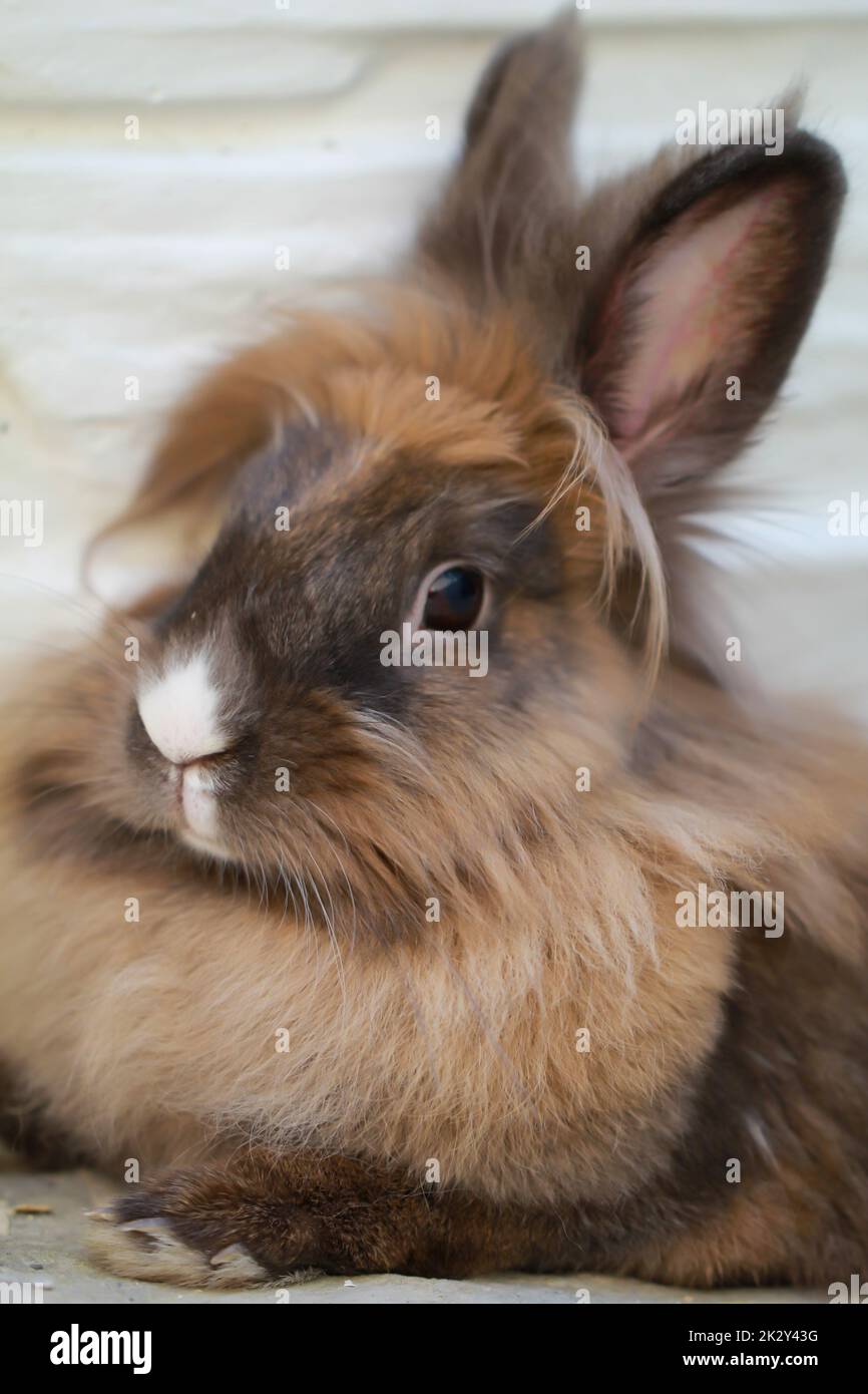 Un ritratto, primo piano di un coniglio nano. Foto Stock