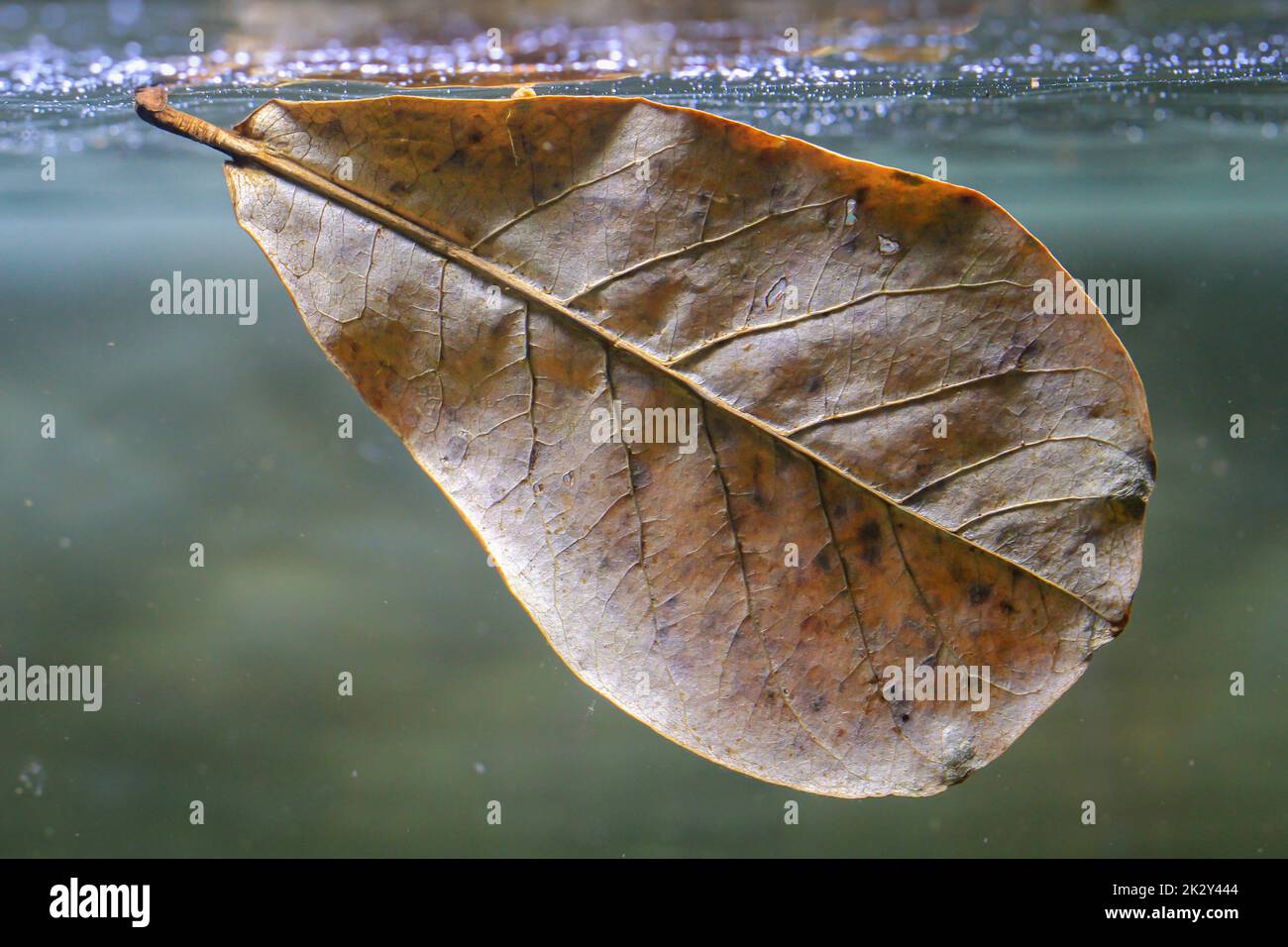 Primo piano di una foglia di semandel, o di mandorla spiaggia. Prese in aquaristica per migliorare la qualità dell'acqua. Foto Stock