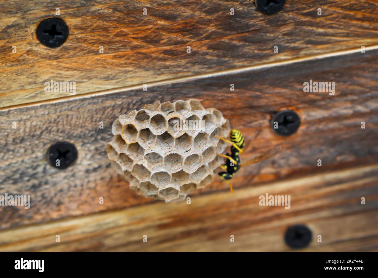 Una vespa sta costruendo un nido di vespa attaccato ad un coperchio di legno. Foto Stock