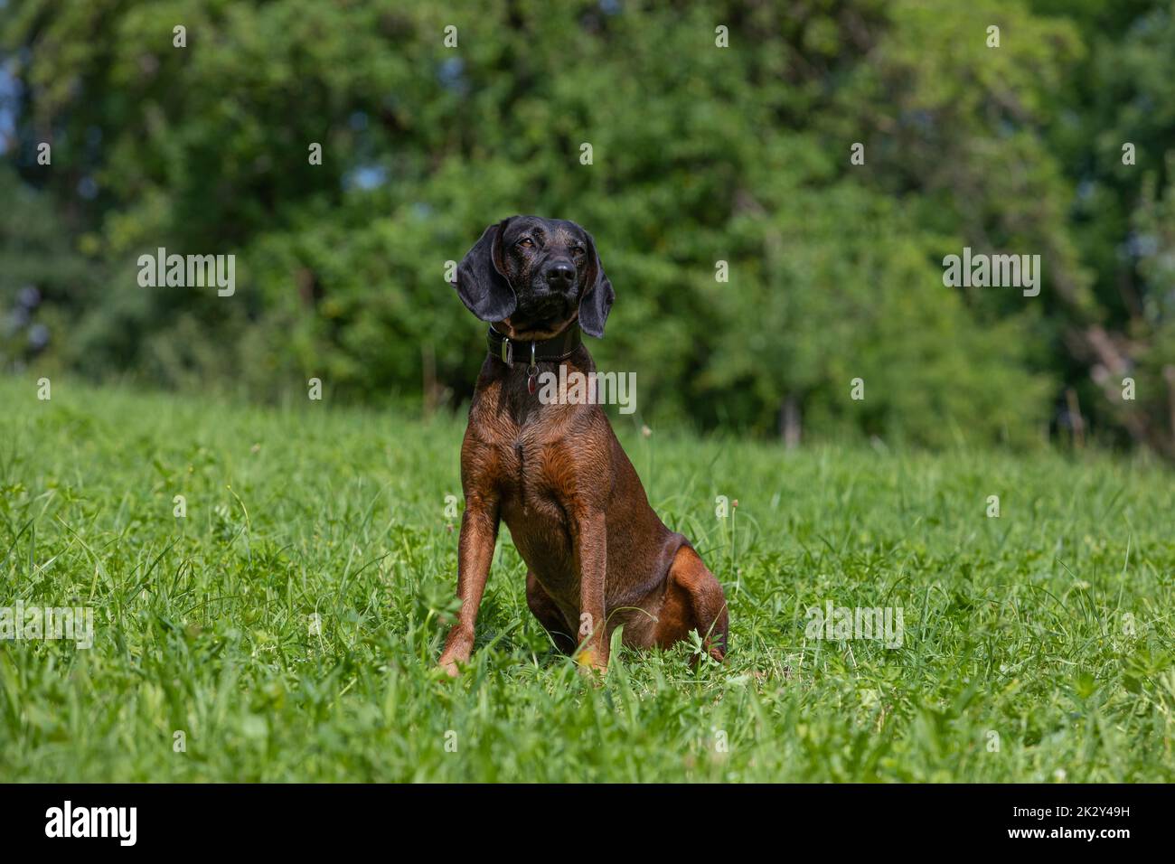 bloodhound siede su un prato verde Foto Stock