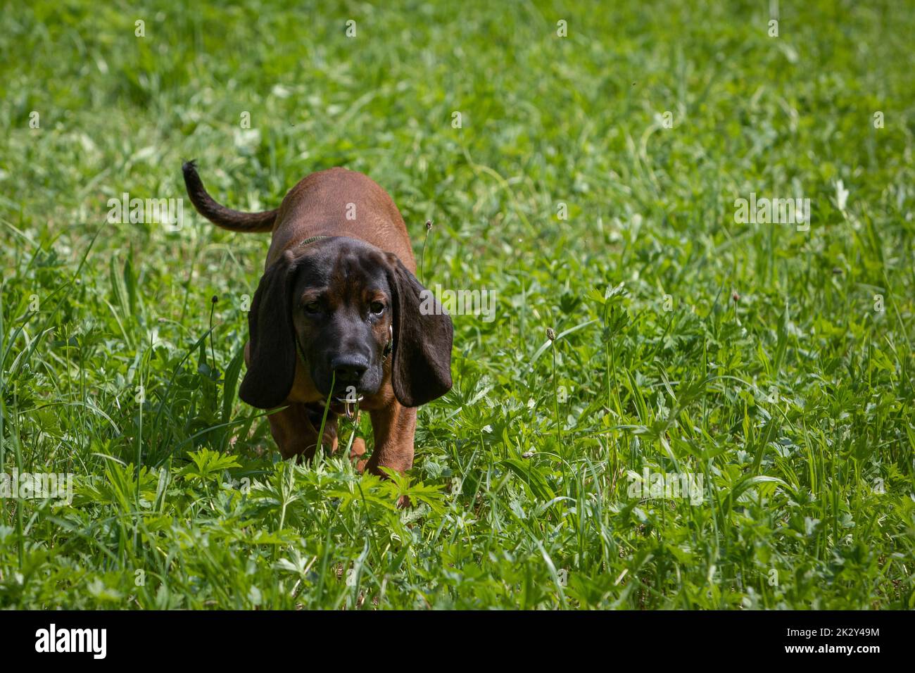 bavarese cucciolo di montagna a piedi attraverso l'erba Foto Stock