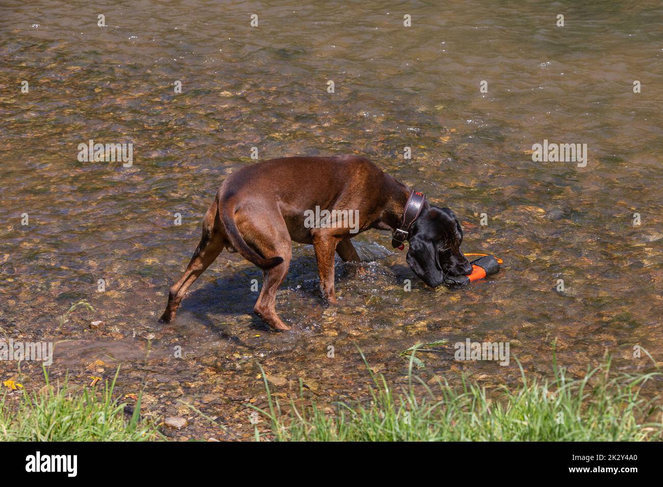 il cane sniffer recupera la borsa dall'acqua Foto Stock