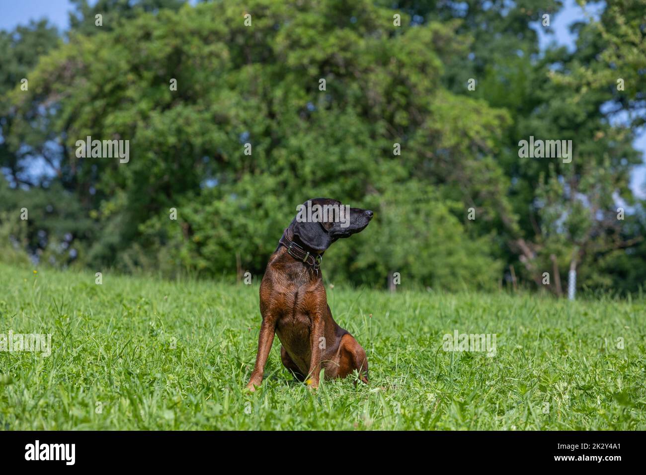 cane di montagna bavarese che guarda sopra la spalla Foto Stock