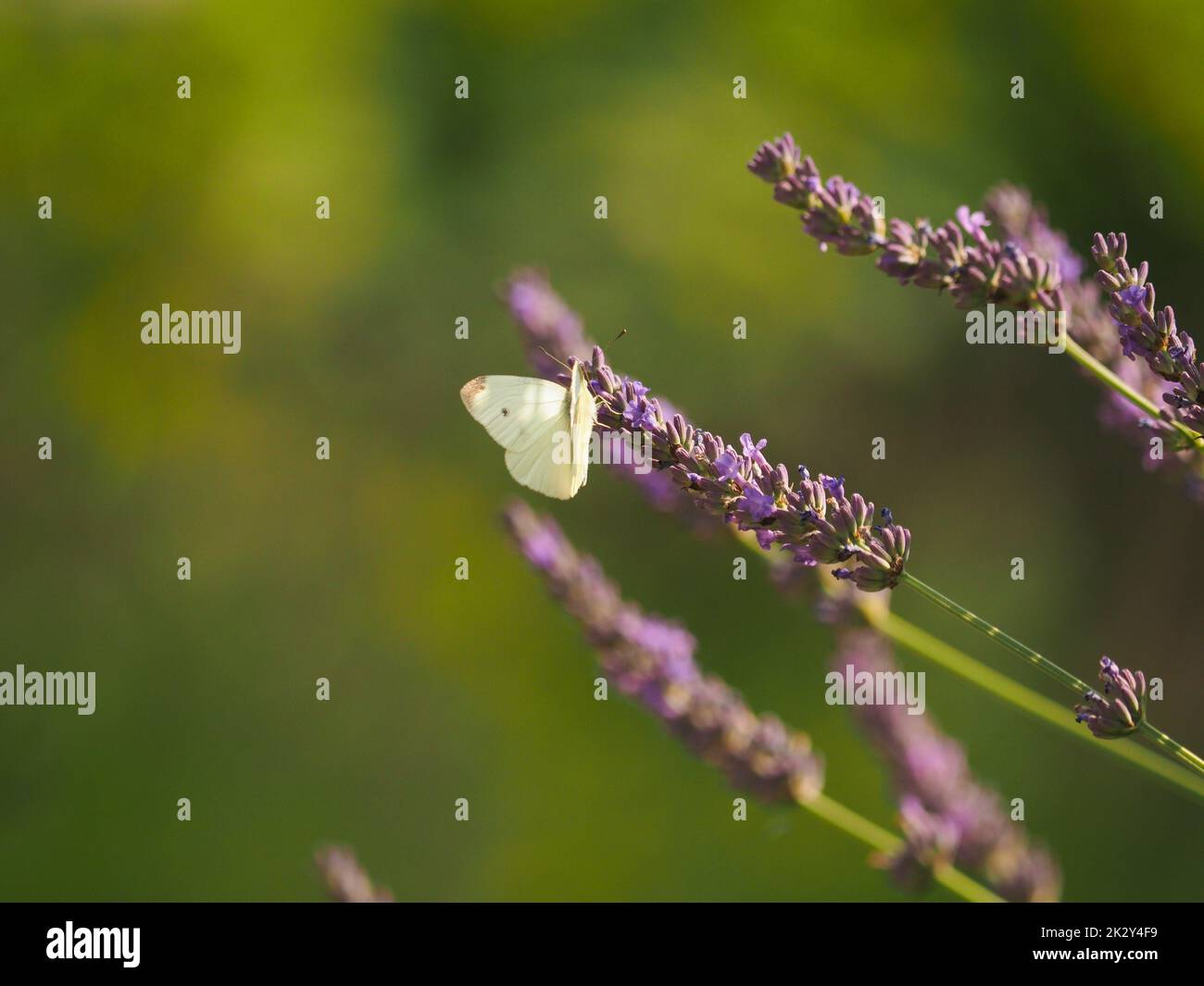 Cavolo farfalla bianca foraging su un fiore di lavanda Foto Stock