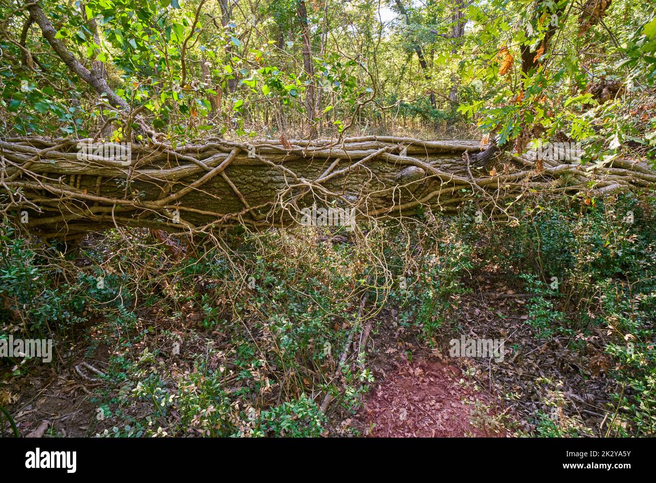 Albero caduto che blocca un sentiero, riserva naturale Selva del Circeo, Parco Nazionale del Circeo, Italia Foto Stock