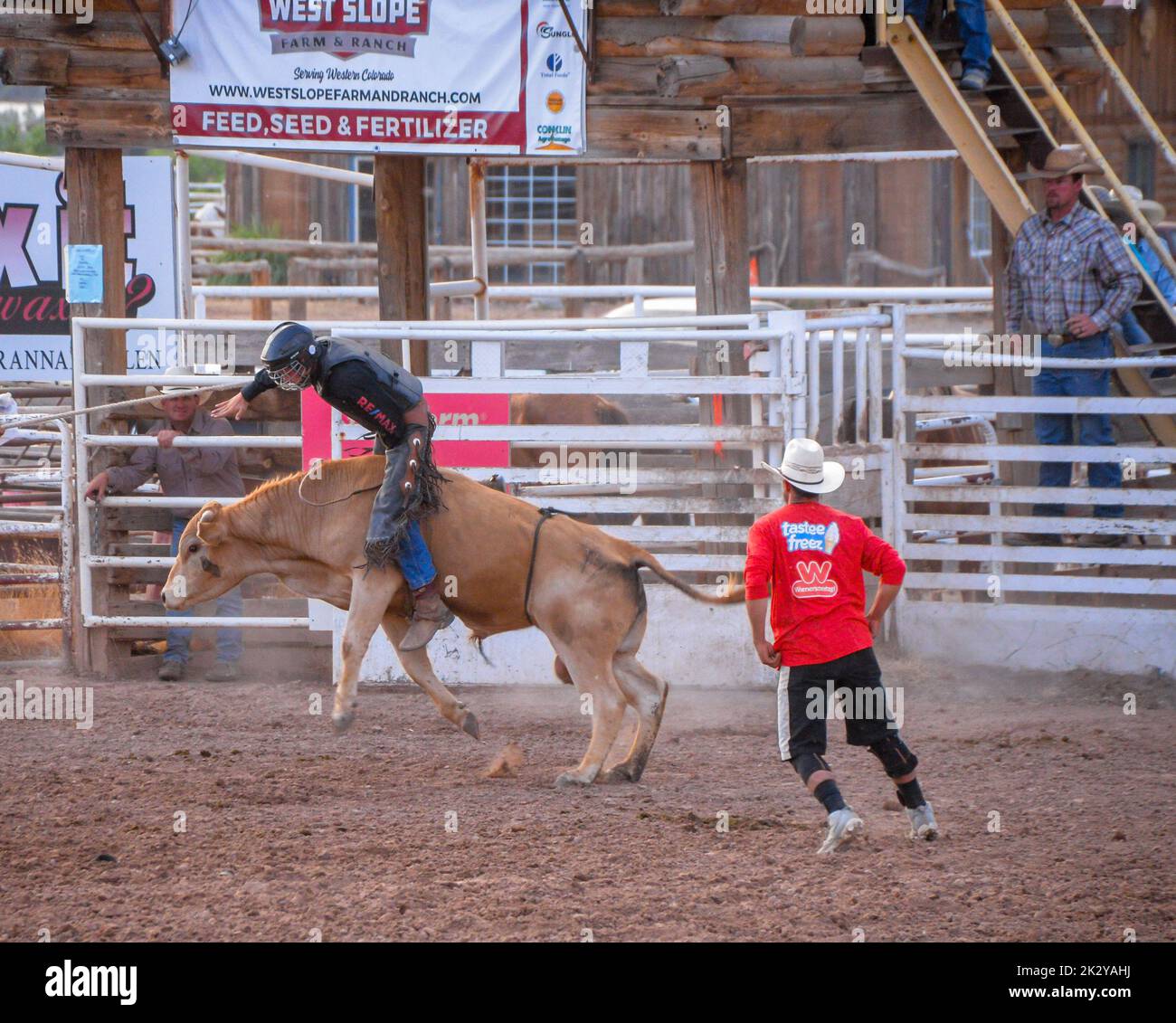 Un cowboy in un casco e un abbigliamento protettivo cerca di rimanere sul toro il più a lungo possibile ad un Rodeo in Colarado USA Foto Stock