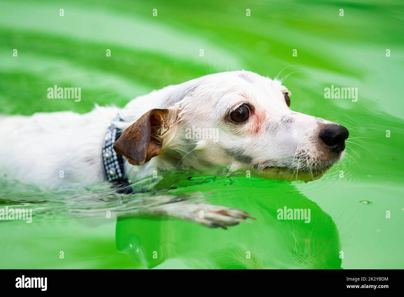 La vista ad angolo alto di un Jack Russell Terrier che indossa una cintura da colletto mentre nuota nell'acqua verde Foto Stock