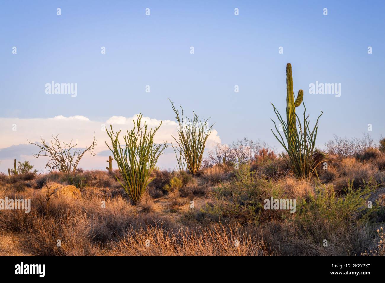 Hill con ocotillo e saguaro cactus a Troon North quartiere a Scottsdale Nord, Arizona. Foto Stock