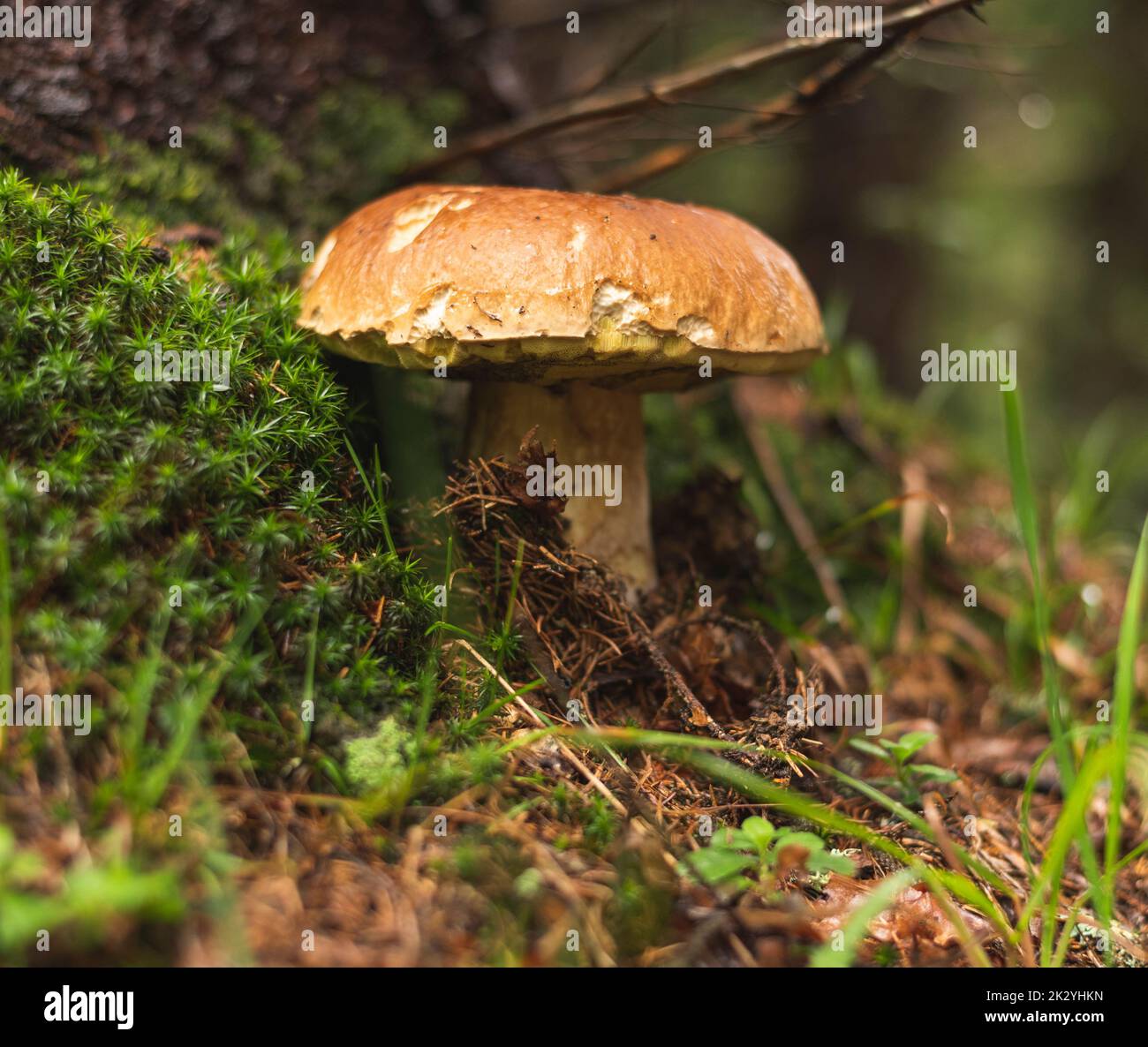 Re dei funghi Boletus edulis , coltivando in foresta all'inizio dell'autunno Foto Stock
