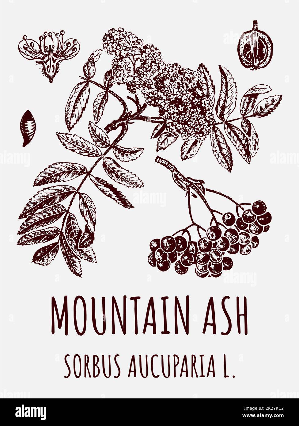 Disegni vettoriali di CENERE DI MONTAGNA. Illustrazione disegnata a mano. Nome latino: SORBUS AUCUPARIA L. Foto Stock