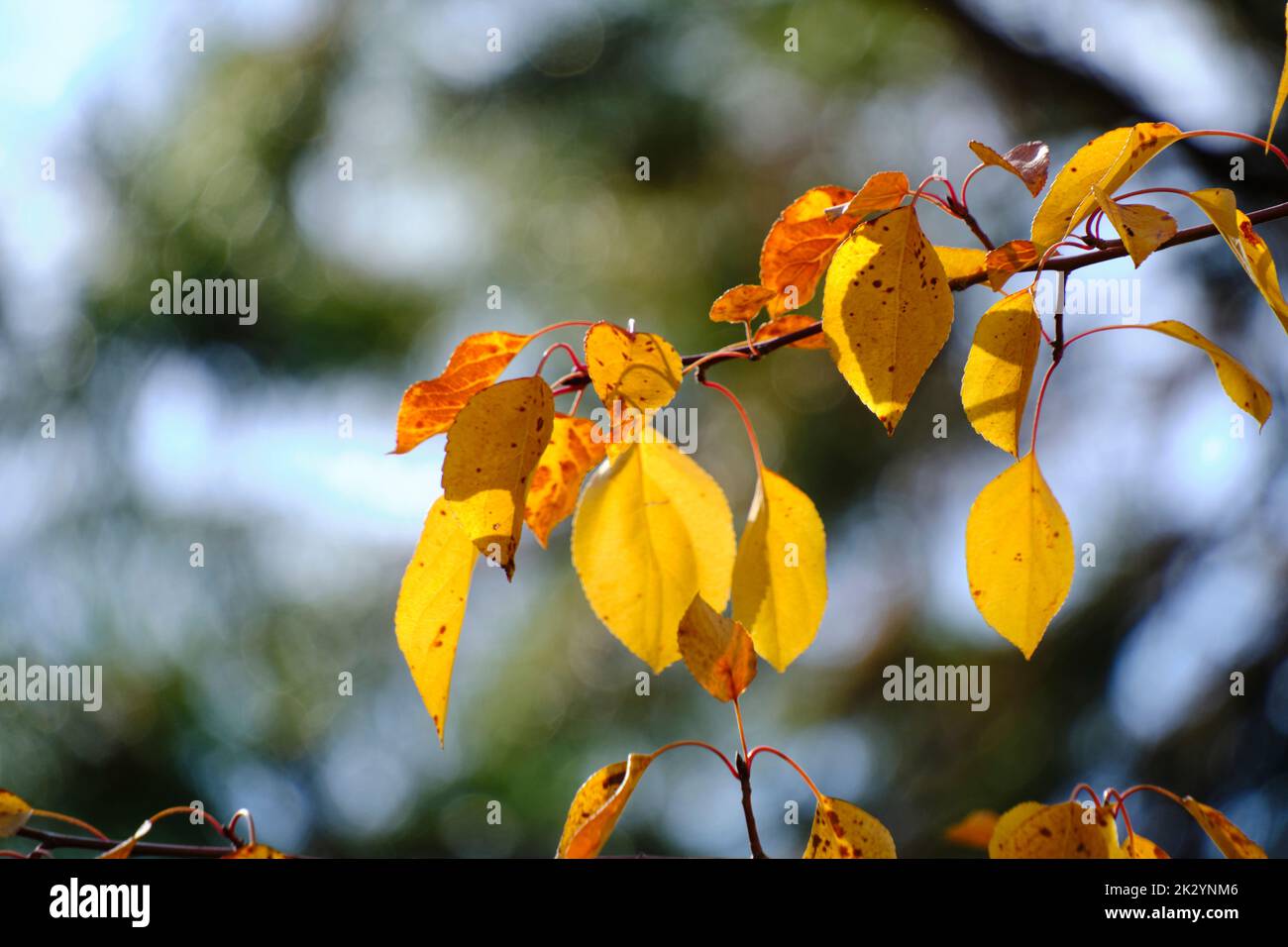 Giallo brillante autunno fogliame giorno di sole Foto Stock