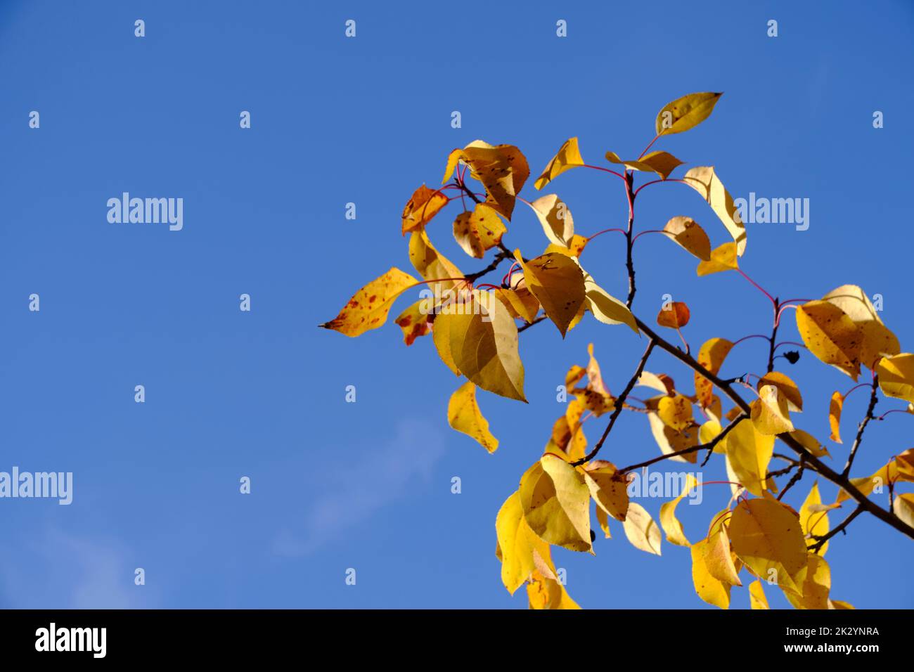 Giallo brillante autunno fogliame giorno soleggiato, contro il cielo blu Foto Stock