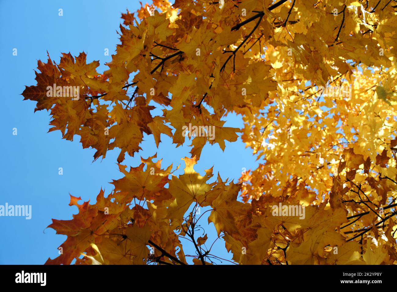 Giallo autunno acero fogliame contro cielo blu Foto Stock
