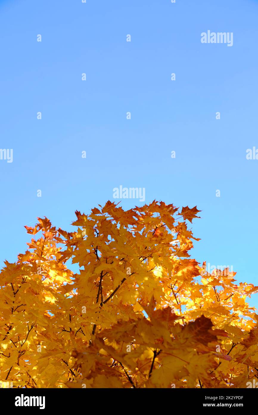 Giallo autunno acero fogliame contro cielo blu Foto Stock