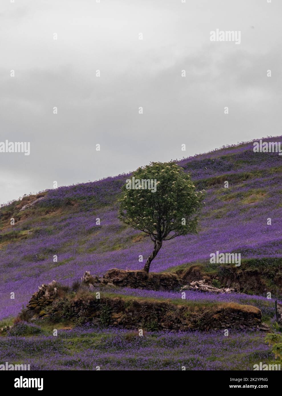 ALTALENE DI PORPORA HEATHER SULL'ISOLA DI SKYE. Foto Stock