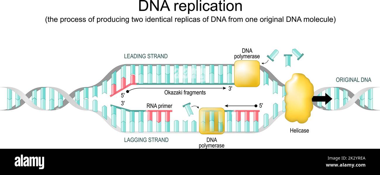 Replicazione del DNA. Processo biologico di produzione di due repliche identiche da una molecola originale. Forchetta di replicazione. Diagramma vettoriale Illustrazione Vettoriale