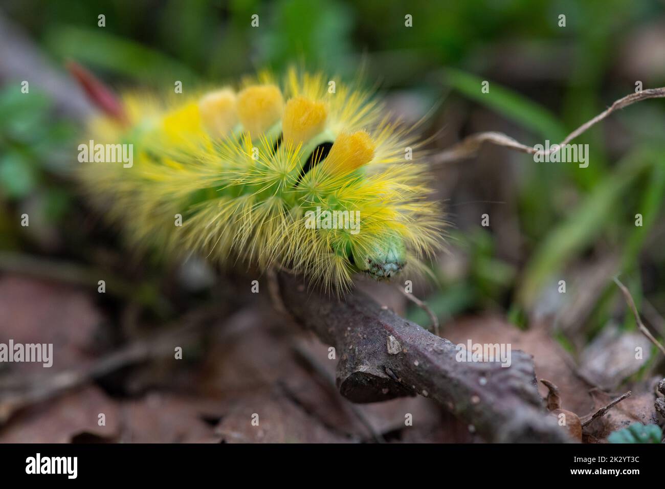 Il bruco di Moth Tussock pallido con corpo verde brillante e capelli gialli striscia lungo un bastone - testa e occhi a fuoco con profondità di campo ristretta Foto Stock
