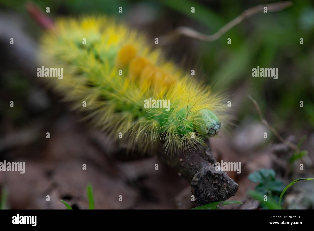 Il bruco di Moth Tussock pallido con corpo verde brillante e capelli gialli striscia lungo un bastone - testa e occhi a fuoco con profondità di campo ristretta Foto Stock