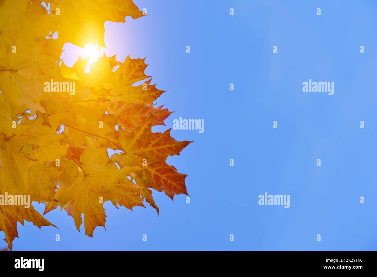 I raggi del sole che si rompono attraverso le foglie di acero d'autunno giallastro contro il cielo blu Foto Stock
