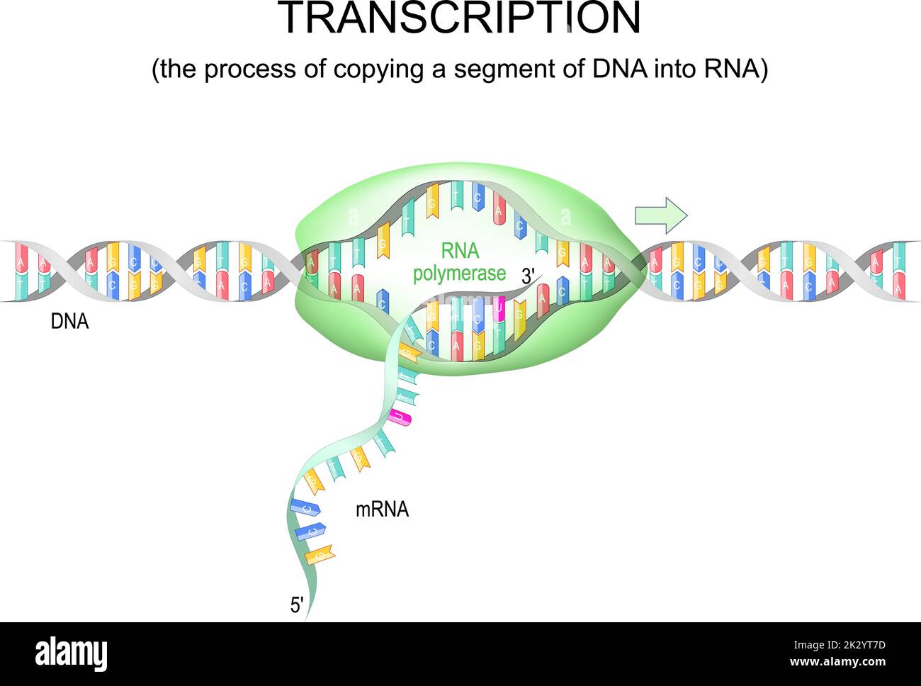 trascrizione del dna in mrna. RNA polimerasi per replicazione del dna. Illustrazione vettoriale Illustrazione Vettoriale
