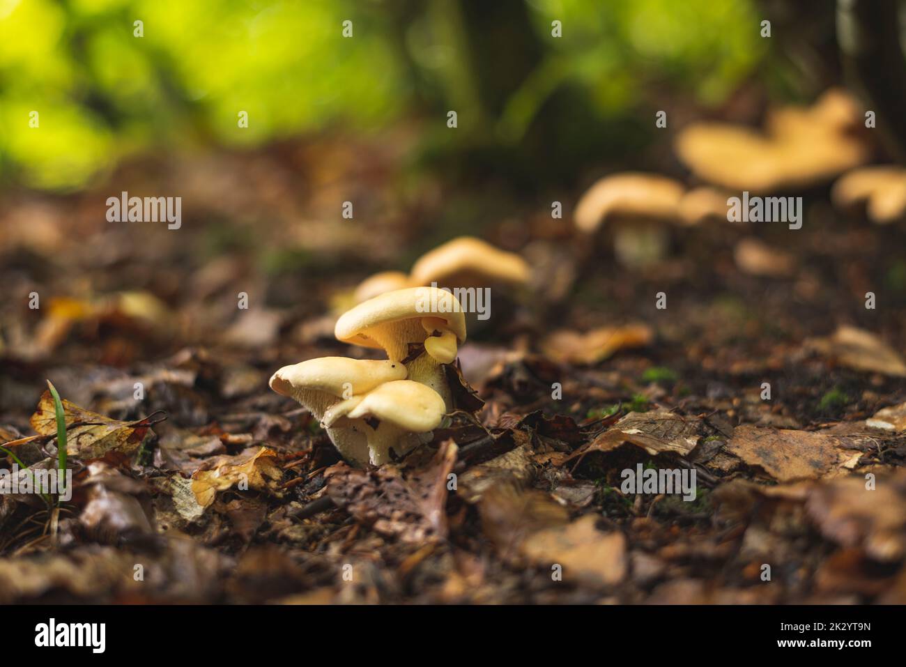 Funghi dolci commestibili che crescono sul pavimento della foresta all'inizio dell'autunno Foto Stock