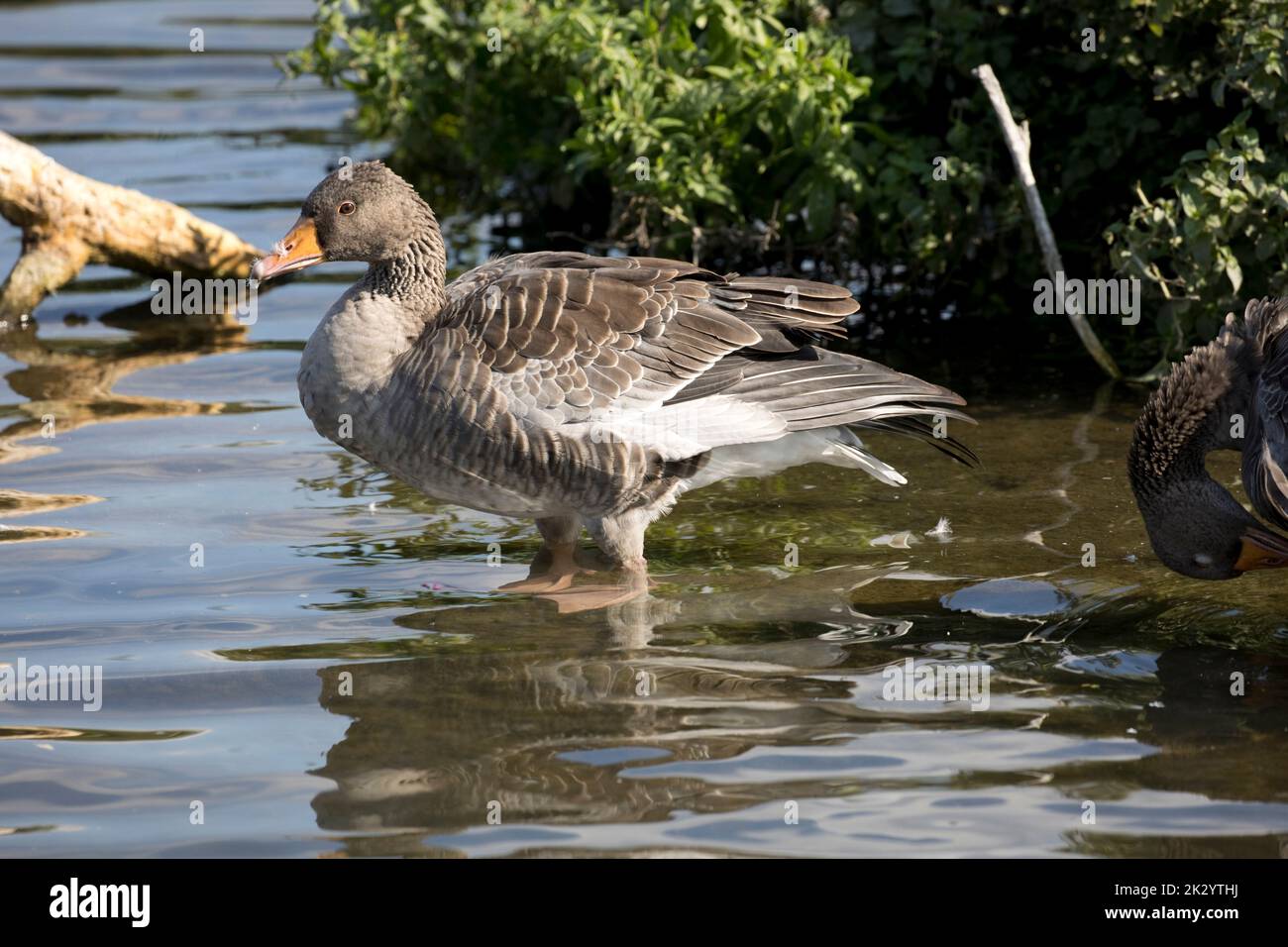 Greylag Goose Anser anser Wildfowl e Wetlands Trust, Slimbridge, Regno Unito Foto Stock