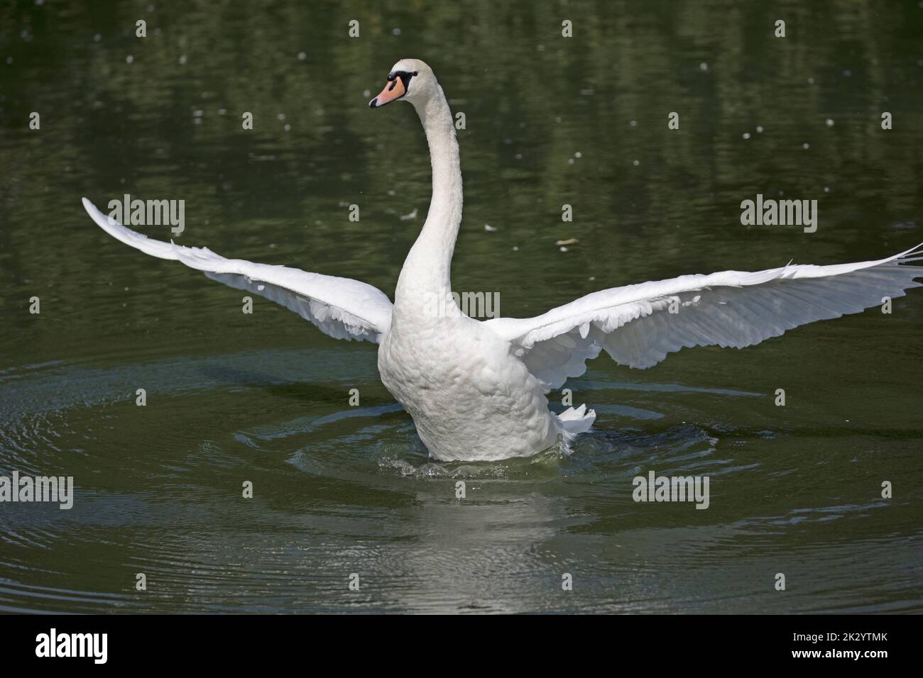 Mute Swan in volo Wildfowl e Wetlands Trust, Slimbridge, Regno Unito Foto Stock