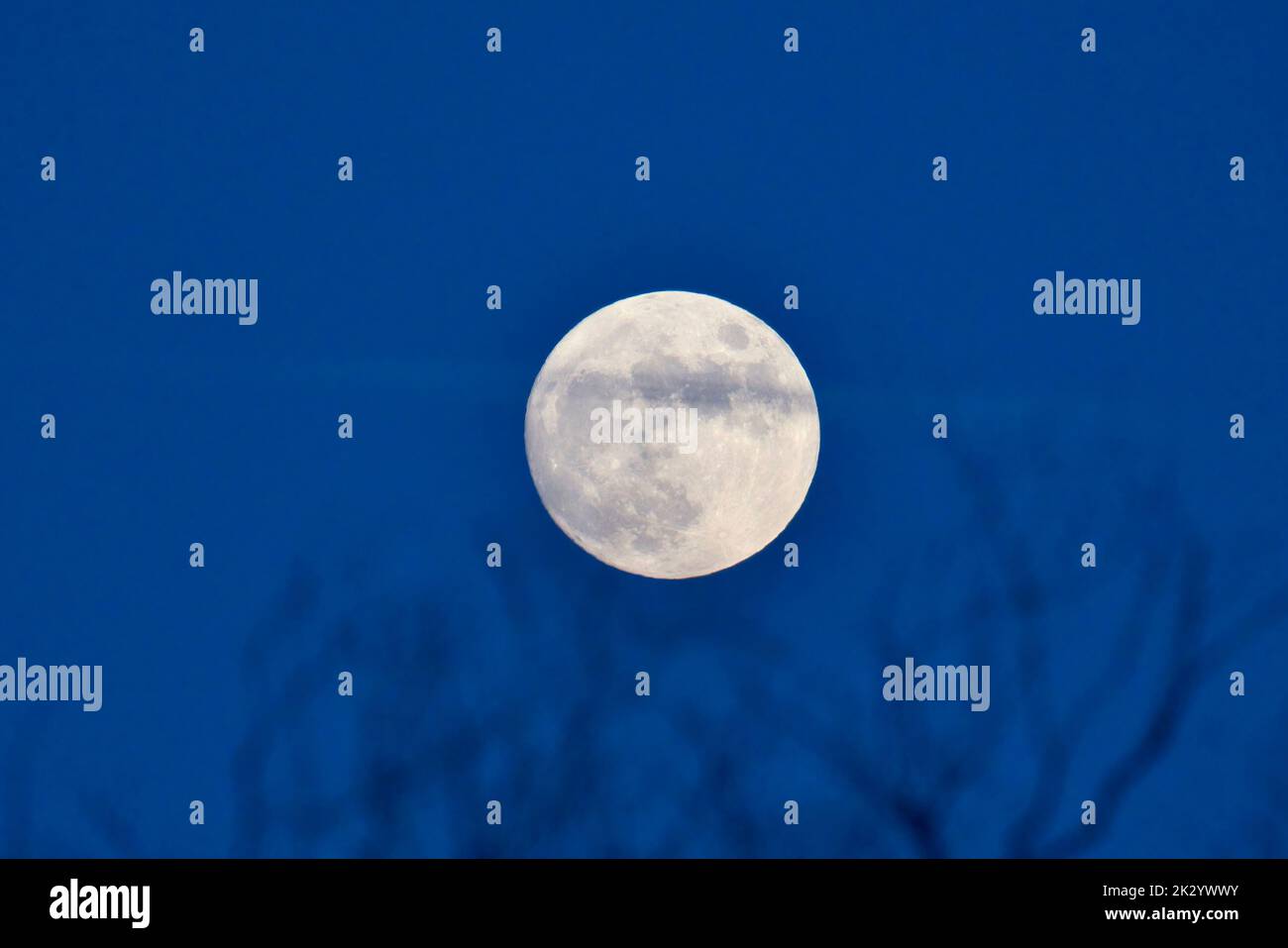 Una luna a tutto campo contro uno sfondo blu cielo Foto Stock