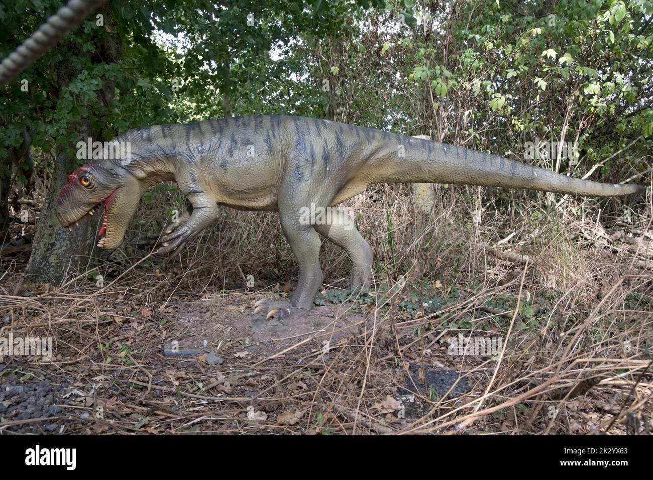 Modello LifeSize di Allosauro un grande dinosauro di teropodi carnosauri che vive nel tardo Giurassico Foto Stock