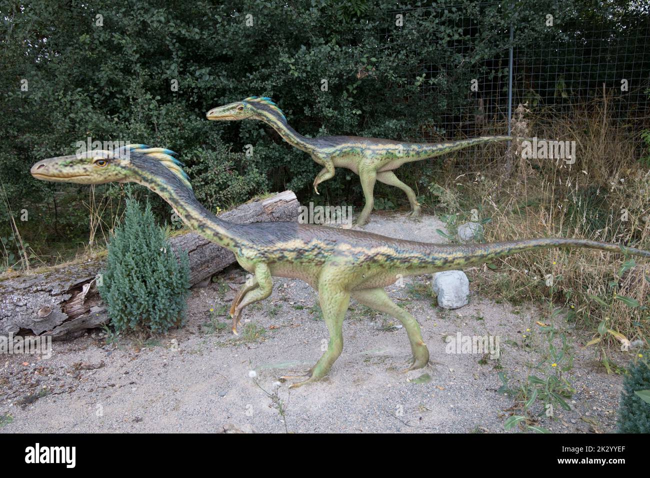 Modello LifeSize di Coelophysis un genere estinto di coelophyside theropod dinosaurliving nel tardo Triassico Foto Stock