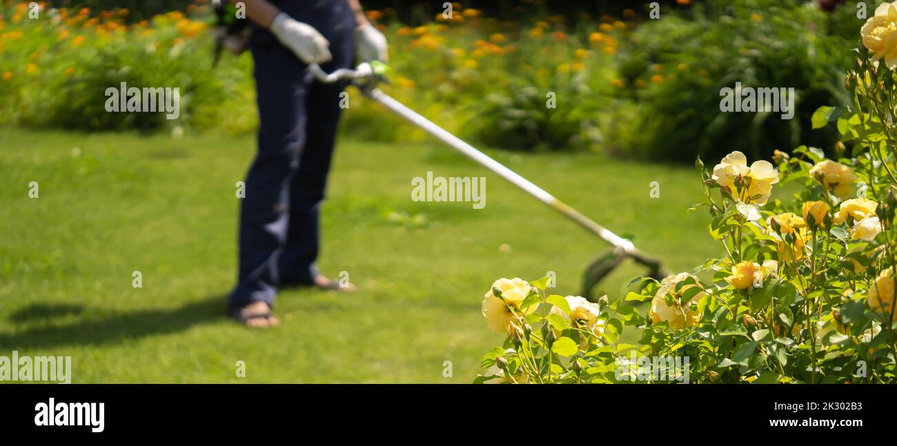 Un uomo si prende cura dell'erba nel cortile Foto Stock
