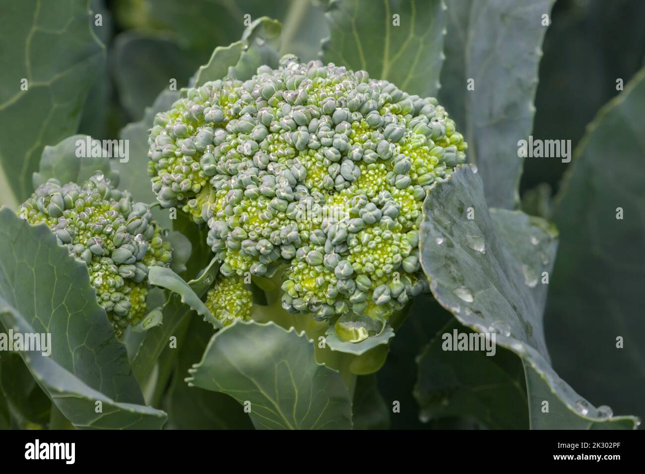 Testa matura di broccoli primo piano non raccolto in giardino. Foto Stock