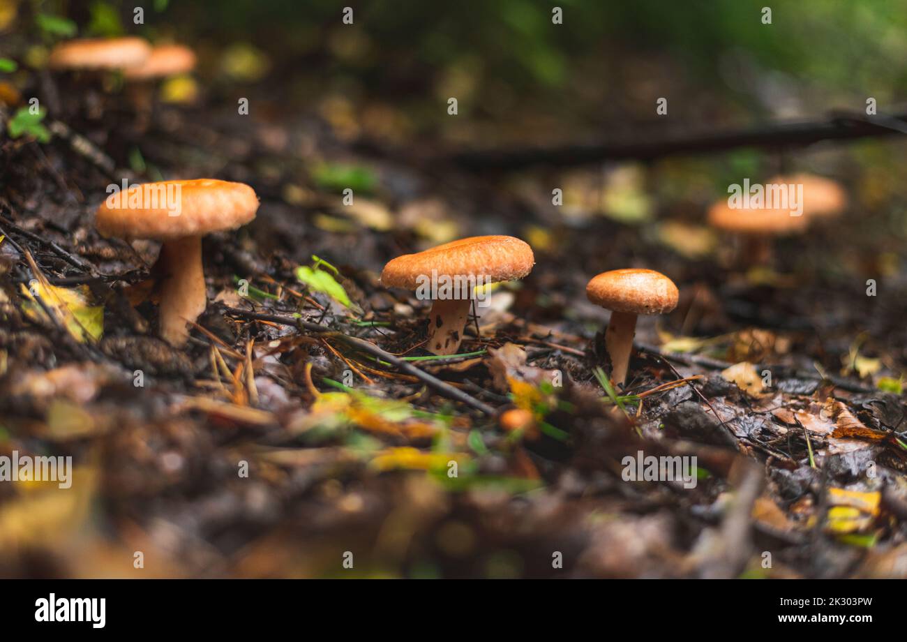 Funghi zafferano cappellino del latte che crescono sul pavimento della foresta all'inizio dell'autunno Foto Stock
