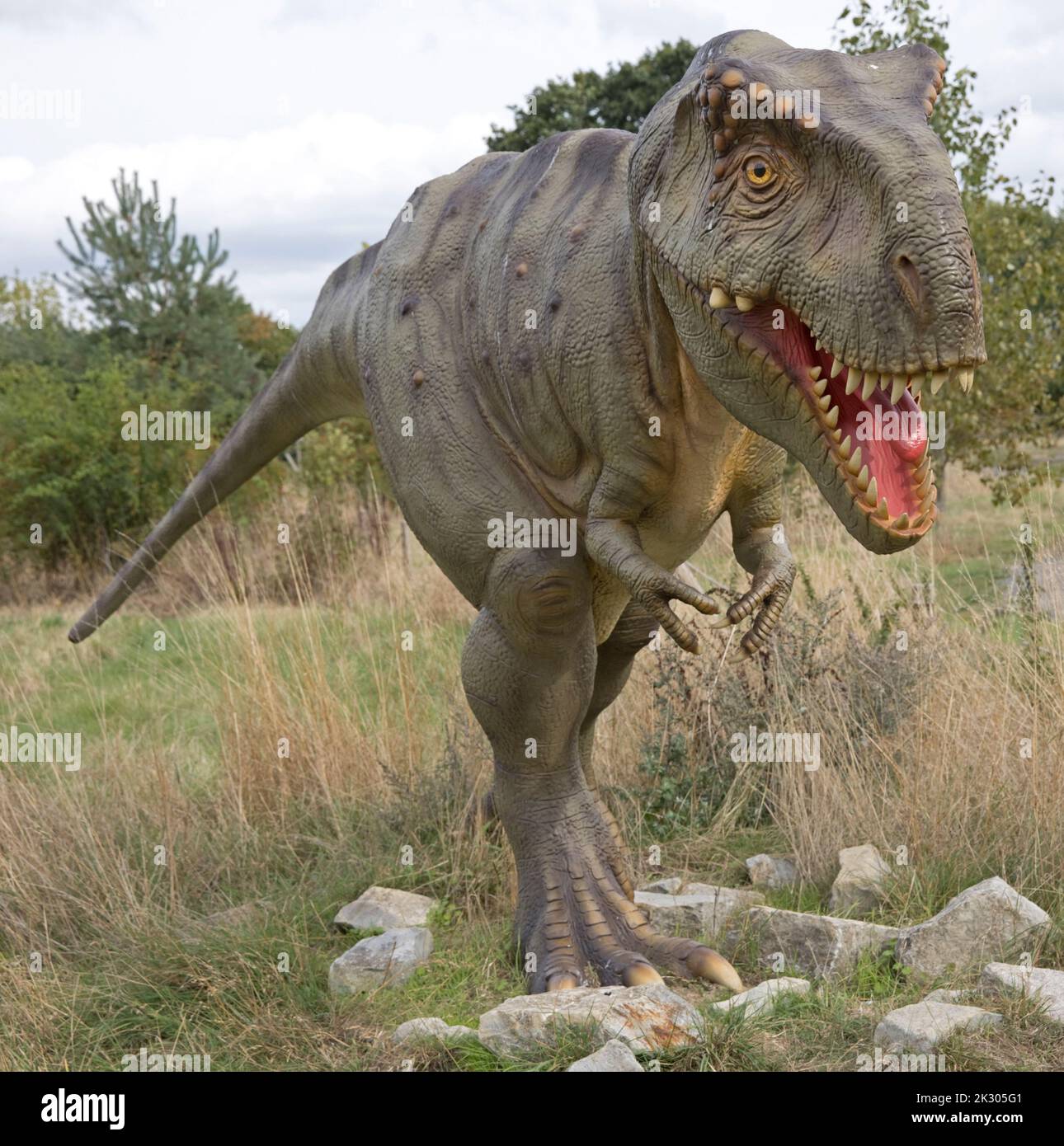 Modello LifeSize di Tyrannosaurus rex un enorme dinosauro theropod bipedale a All Things Wild, Honeybourne, UK Foto Stock