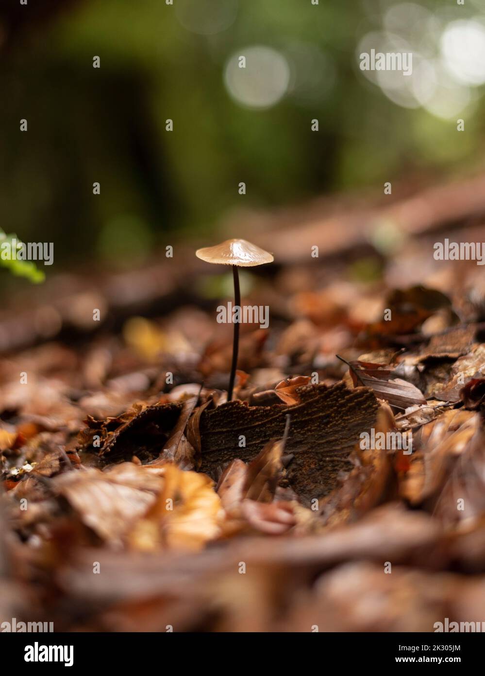 Fungo di Psilocybe che cresce sul terreno forestale all'inizio dell'autunno Foto Stock