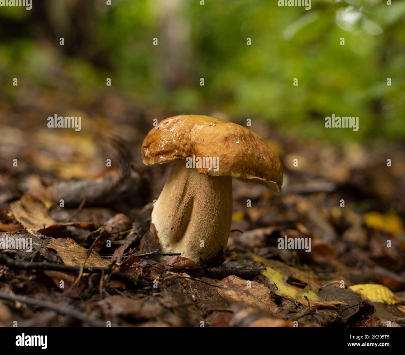 Re dei funghi, delizioso Boletus edulis , coltivato in bosco all'inizio dell'autunno Foto Stock
