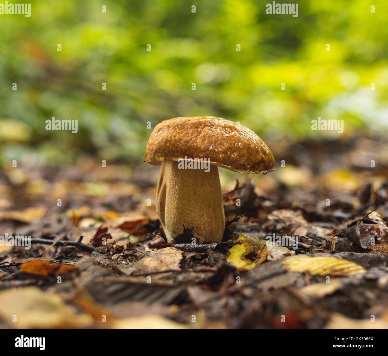 Re dei funghi, delizioso Boletus edulis , coltivato in bosco all'inizio dell'autunno Foto Stock