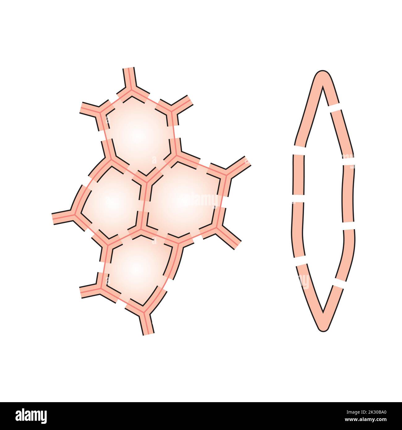 Progettazione scientifica della struttura Sclerenchyma. Tipo di cella con pareti legnificate. Simboli colorati. Illustrazione vettoriale. Illustrazione Vettoriale