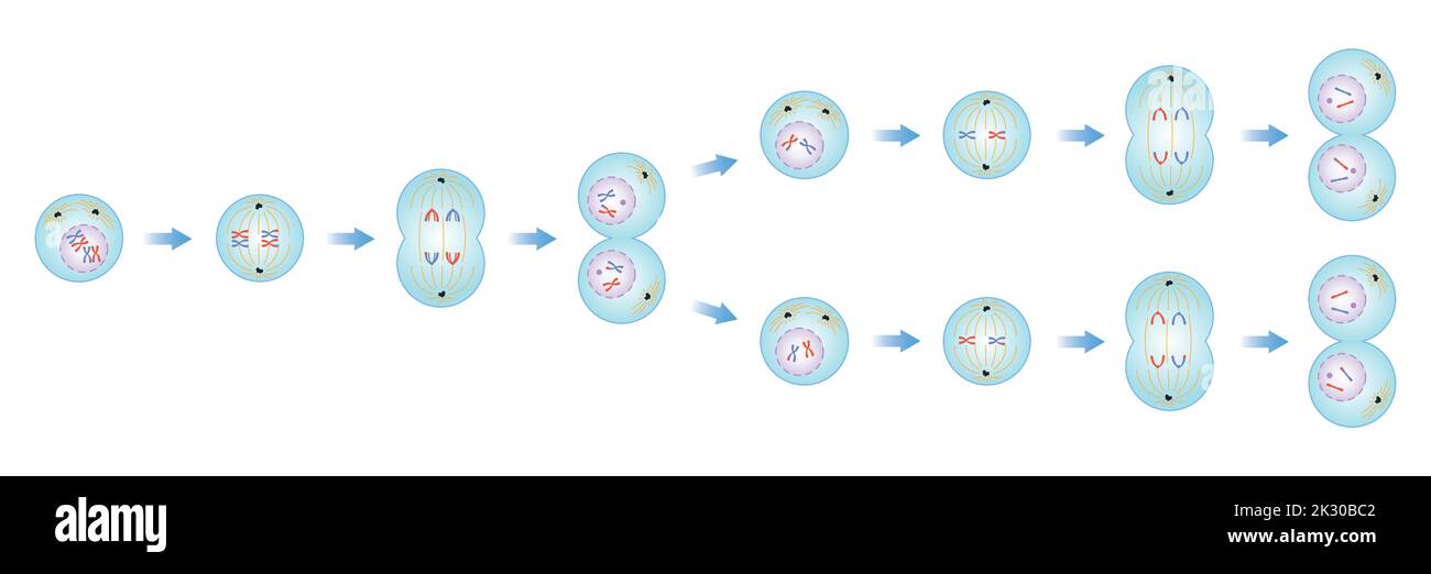 Progettazione scientifica delle fasi di Meiosi. Processo di divisione cellulare germ. Simboli colorati. Illustrazione vettoriale. Illustrazione Vettoriale