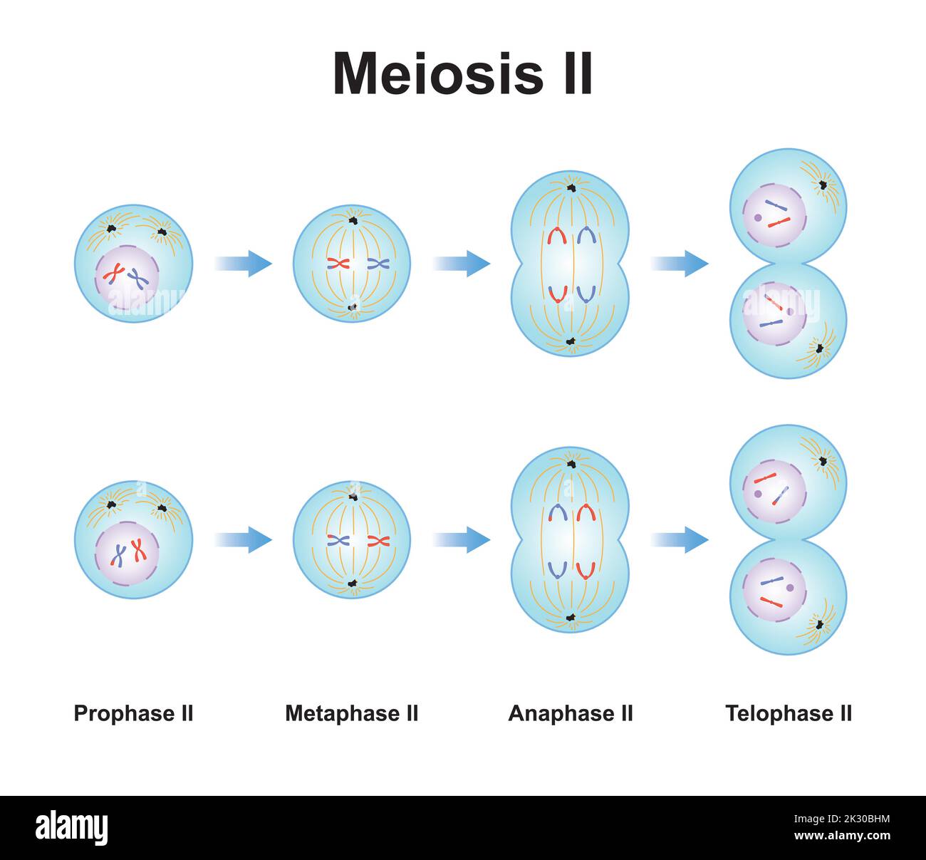 Progettazione scientifica di Meiosi 2. Il secondo stadio del processo di Meiosi. Simboli colorati. Illustrazione vettoriale. Illustrazione Vettoriale