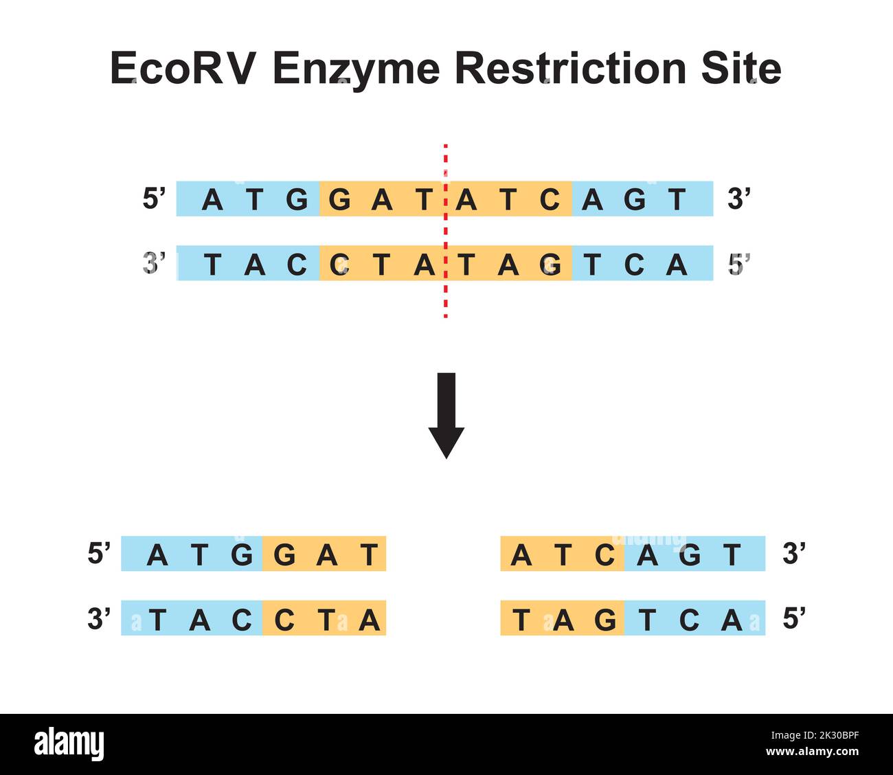 Sito di restrizione dell'enzima EcoRV. Illustrazione vettoriale. Illustrazione Vettoriale