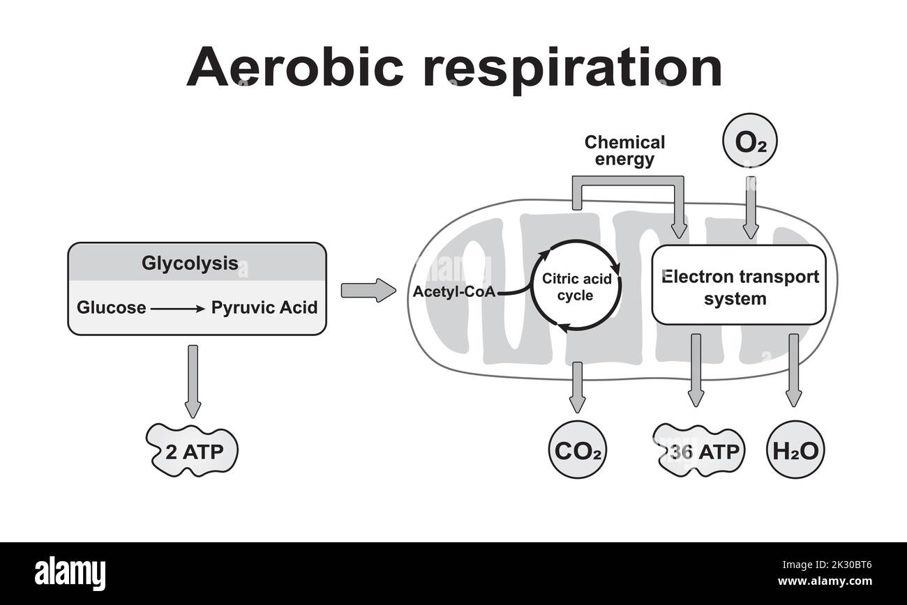 Schema di respirazione aerobica. Simboli colorati. Illustrazione vettoriale. Illustrazione Vettoriale