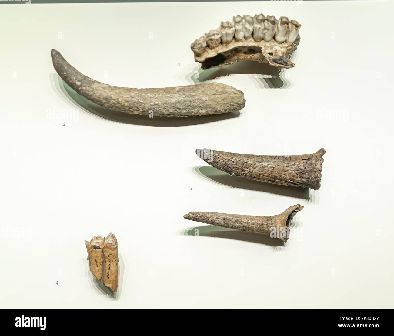 Ossa di mandibola di cervo antico (cervus), corna di cervo (cervus), corna di camosci (rupicapra pirenaica), molare di cavallo (equus) Foto Stock