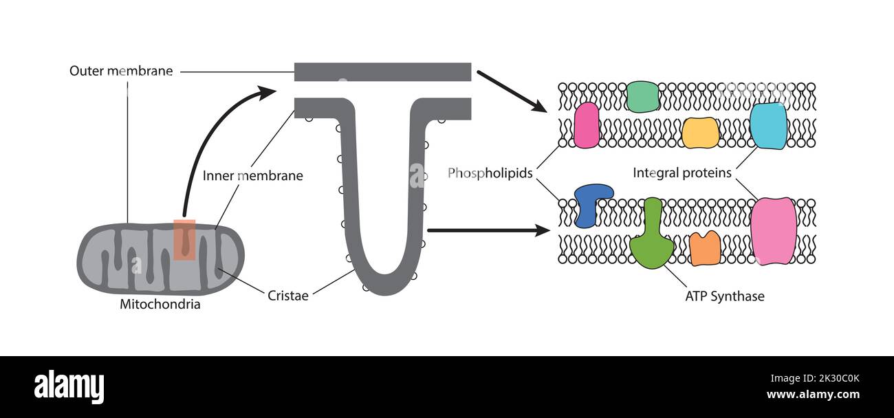 Struttura dei mitocondri. Struttura della membrana mitocondriale. Simboli colorati. Illustrazione vettoriale. Illustrazione Vettoriale